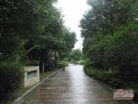 赛世香樟园实景图图片