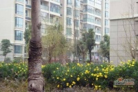 赛世香樟园实景图图片