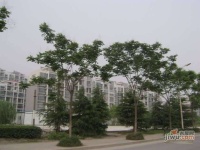 海润枫景花园实景图图片