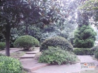 新洲花园实景图8